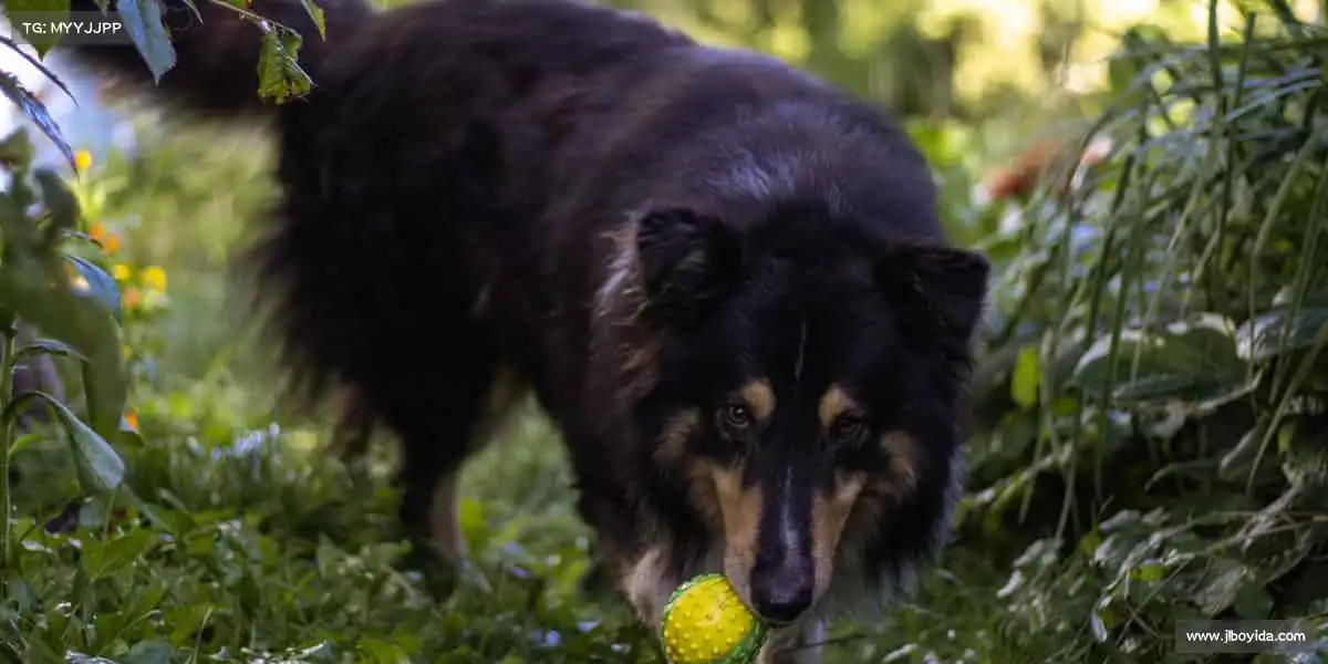 行业领先的理由